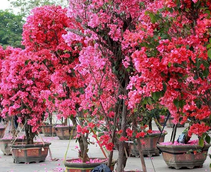 廣州園林綠化施工怎(zen)麼進行(xing)質量判斷