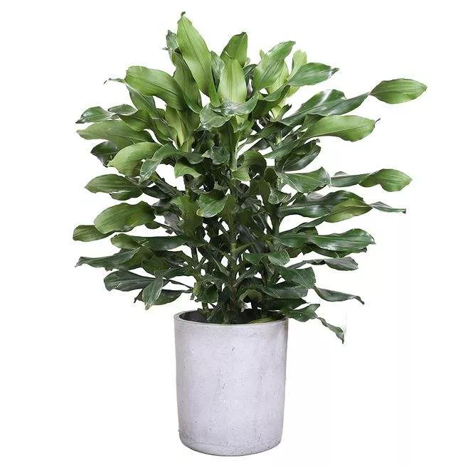 廣(guang)州(zhou)綠植租擺給商場的(de)幾(ji)點建議 趕緊收藏起來