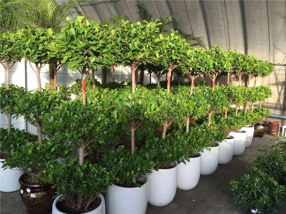 廣(guang)州綠植租擺給商場的幾點建議 趕緊收藏起來