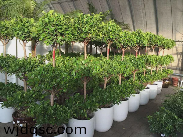 廣州(zhou)綠植租擺給商場的(de)幾點建議 趕(gan)緊收(shou)藏起來