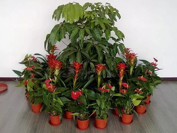 廣州綠(lv)植租(zu)擺支付費用以(yi)后就不需要護(hu)理了嗎？