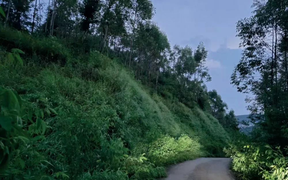 華潤(run)廣東彿岡福鑫風電場項目植被恢復工程