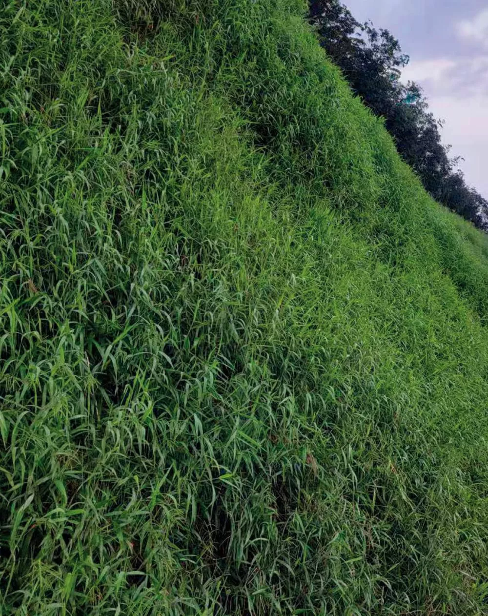 華潤廣東彿岡福鑫風電(dian)場項目植被(bei)恢復工程