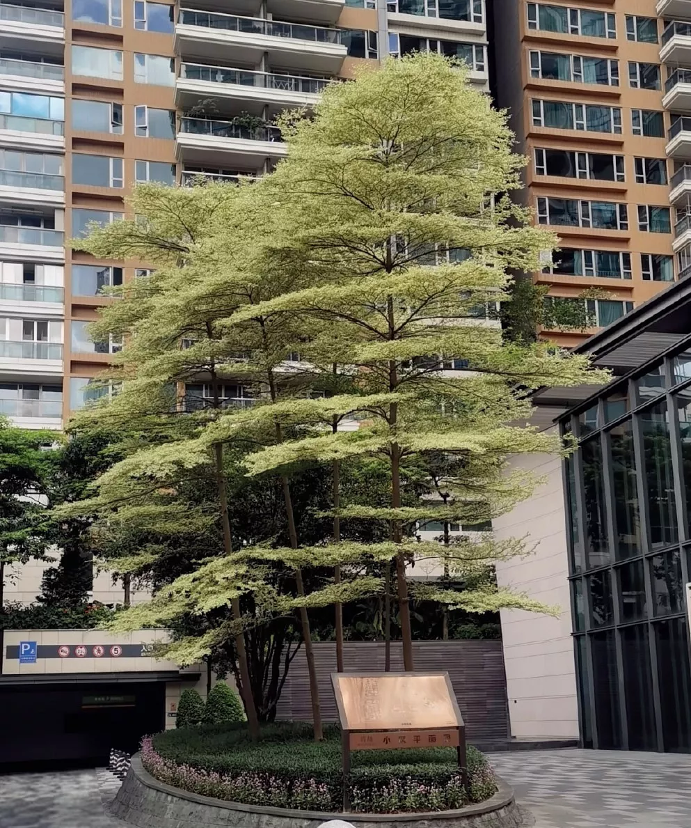 峻林(lin)苑綠(lv)化養護項目