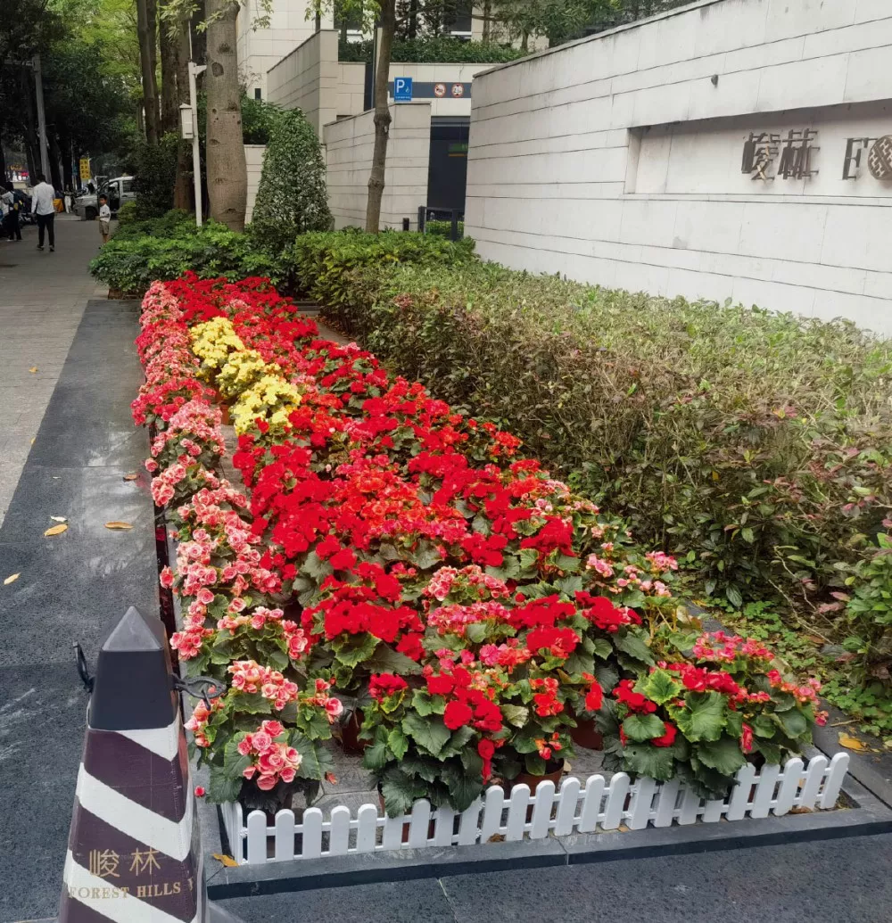 峻林苑綠化養護(hu)項目